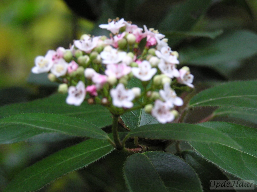 Viburnum tinus Eve Price, 